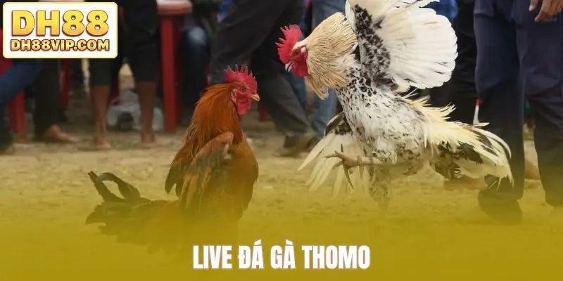 Tham gia xem live và cá độ đá gà live cực dễ