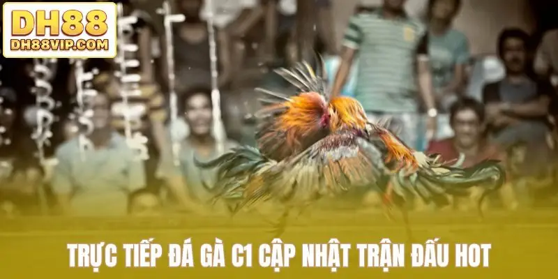Trực tiếp đá gà C1 cập nhật trận đấu HOT